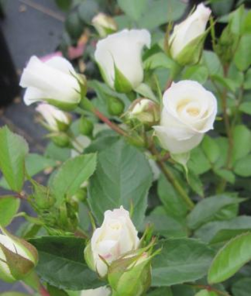 Hochstammrose Baby Schneewittchen